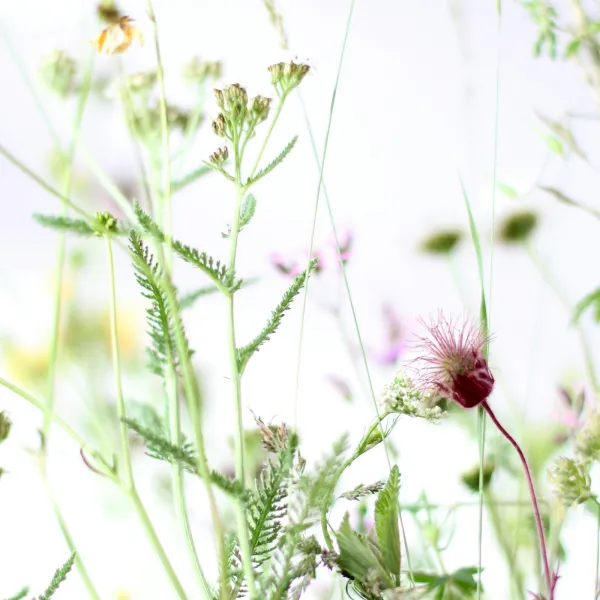 Composition sauvage et verdoyante de saison