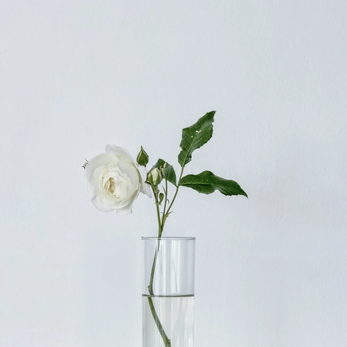 Vase Cylindrique Transparent — Vase en verre cylindrique, idéal pour les petits bouquets.